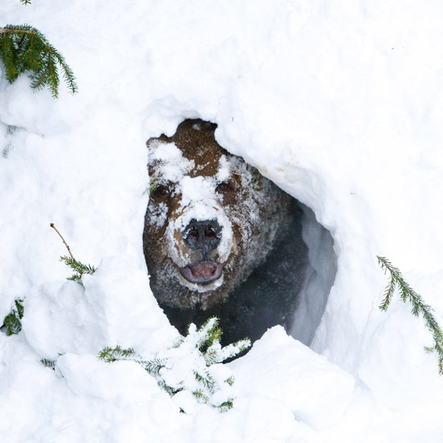 bear peering out from snow